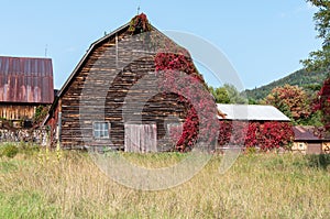 Old rustic weathered barn with red vines growing up it