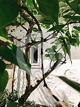 Old rustic white wooden window on aged wall of house in sunny botanical garden with branches and fresh new green leaves. Phone