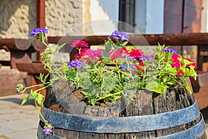 Old rustic wine barrel with flowers. Wine background in Europe. Czech Republic, South Moravia