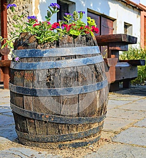 Old rustic wine barrel with flowers. Wine background in Europe. Czech Republic, South Moravia