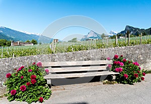 Old rustic wooden bench encased by beautiful red blossoming flowers against a rock wall encasing a vineyard in a mountain valley o