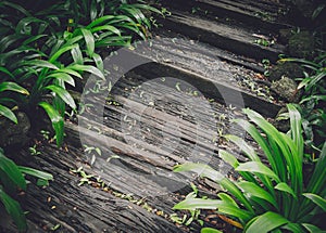 Old rustic wooden stairs in the garden