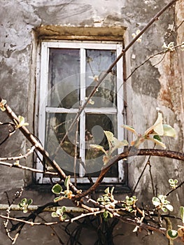 Old rustic wooden window on concrete wall of aged house in sunny botanical garden with branches and fresh new green leaves. Phone