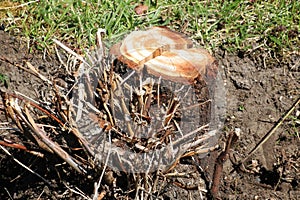 An old rusty ax sticks out of a stump.