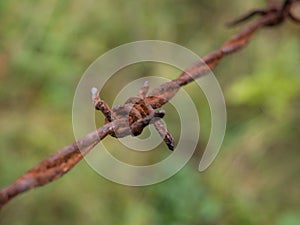 Old rusty barbed wire