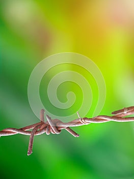 Old rusty barbed wire fence on green nature background