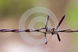 Old rusty Barbed wire fence and spider web.