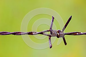 Old rusty Barbed wire fence and spider web were wet with rain.