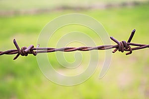 Old rusty barbed wire on green background