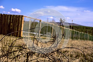 The old, rusty barbed wire hidden in a grass. Rusty old barbed wire with background.