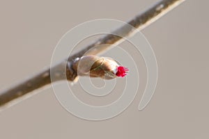 Old, rusty barbed wire isolated on a white background, clipping path, no shadows. Fragment of old barbed wire isolate. Element for