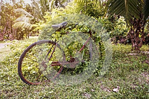 Old rusty bicycle overgrown with plants in the jungle