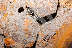 Old rusty bolt and nut on steel background, steel and bolt, steel background, hd rusty background