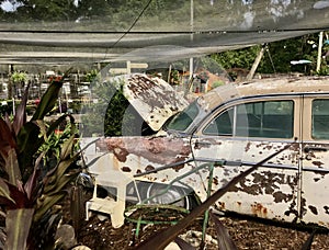 An old rusty car decorated with plants in the trunk