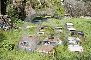 Old rusty cars under climbing plants