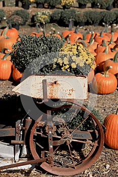 Old rusty cart with flower pots in the pumpkin farm