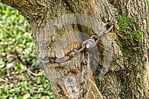 Old rusty chain ingrown into the tree trunk