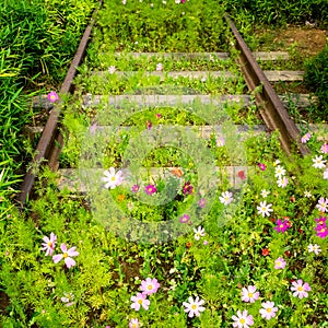 Old rusty empty railway with growing Cosmos flowers. Nature beats industry