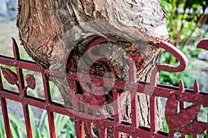 Old rusty fence