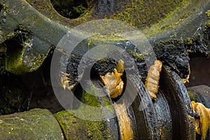 Old and rusty gear in the sunlight