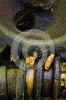 Old and rusty gear in the sunlight