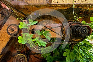 Old rusty gear wheel with chain and green plants