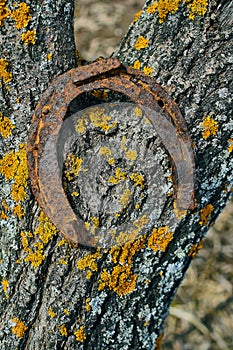Old rusty horseshoe.