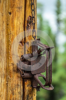 Old and rusty hunting trap hanging on a wall