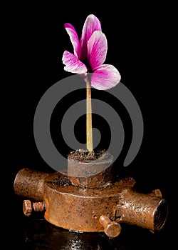 Old rusty iron bushing and flower on a black background