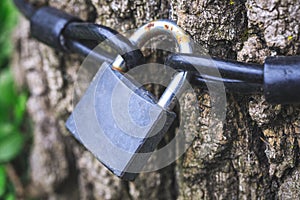 Old rusty lock on the tree. Padlock hanging from tree as a talisman or symbol of love. Conceptual picture of lock and chain for s