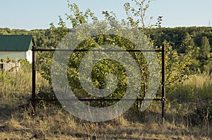 An old rusty metal frame structure in the middle of green bushes and sun-scorched yellow grass and anthills on a sunny summer day