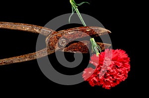 Old rusty metal scissors and carnation on a black background