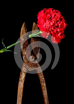 Old rusty metal scissors and carnation on a black background
