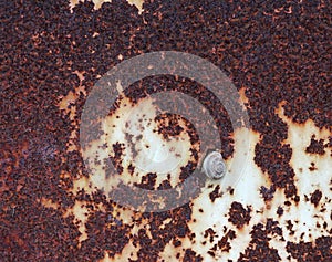 Old rusty metal sheet with snail, texture