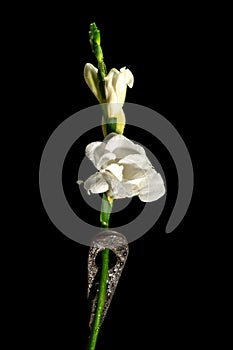 Old rusty metal tool and white freesia on a black background