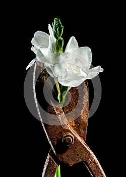 Old rusty metal tool and white freesia on a black background