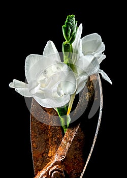 Old rusty metal tool and white freesia on a black background