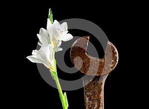 Old rusty metal tool and white freesia on a black background