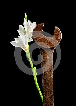 Old rusty metal tool and white freesia on a black background