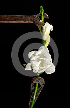 Old rusty metal tool and white freesia on a black background