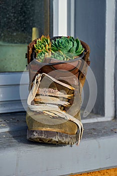 an old rusty mountain shoe in the window used as a plant potwindow used as a plant potant pot