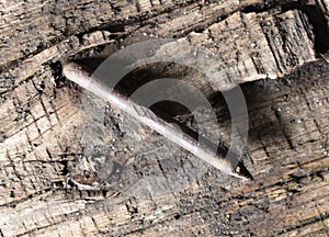 An old rusty nail driven into a wooden board.