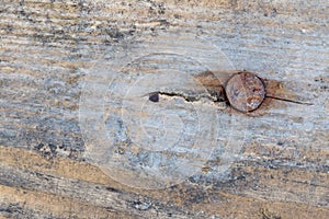 Old rusty nail in an old wooden board macro shot