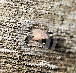 Old rusty nail in the piece of wood. macro