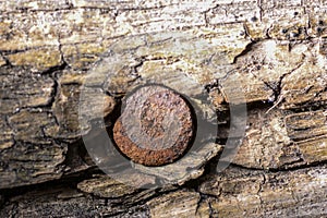 Old rusty nail in a tree. tree covered with moss