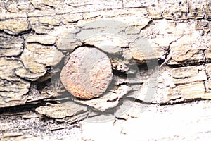 Old rusty nail in a tree. tree covered with moss
