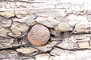 Old rusty nail in a tree. tree covered with moss