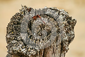 Old rusty nail on a very old timber post