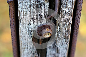 Old rusty padlock that closes the gate