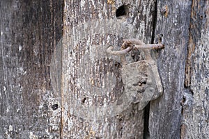 Old rusty padlock with spider webs, on an old wooden door and in a pitiful state of a rustic house, rustic wood texture
